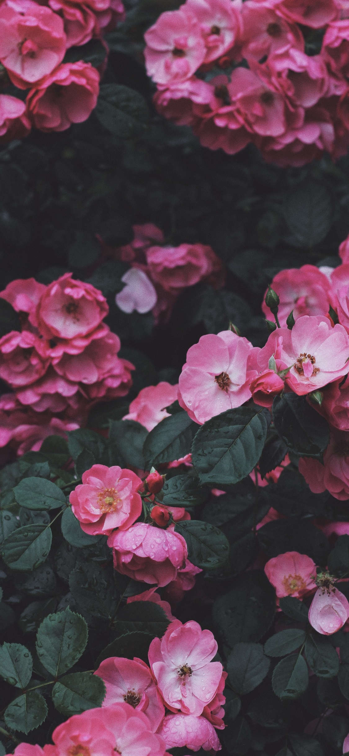 Обои цветок, Роза, растение, ботаники, лист в разрешении 1125x2436