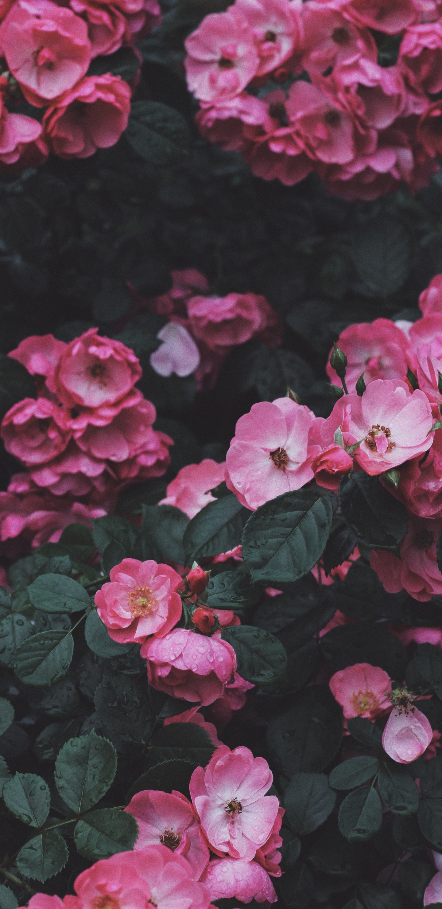 Обои цветок, Роза, растение, ботаники, лист в разрешении 1440x2960