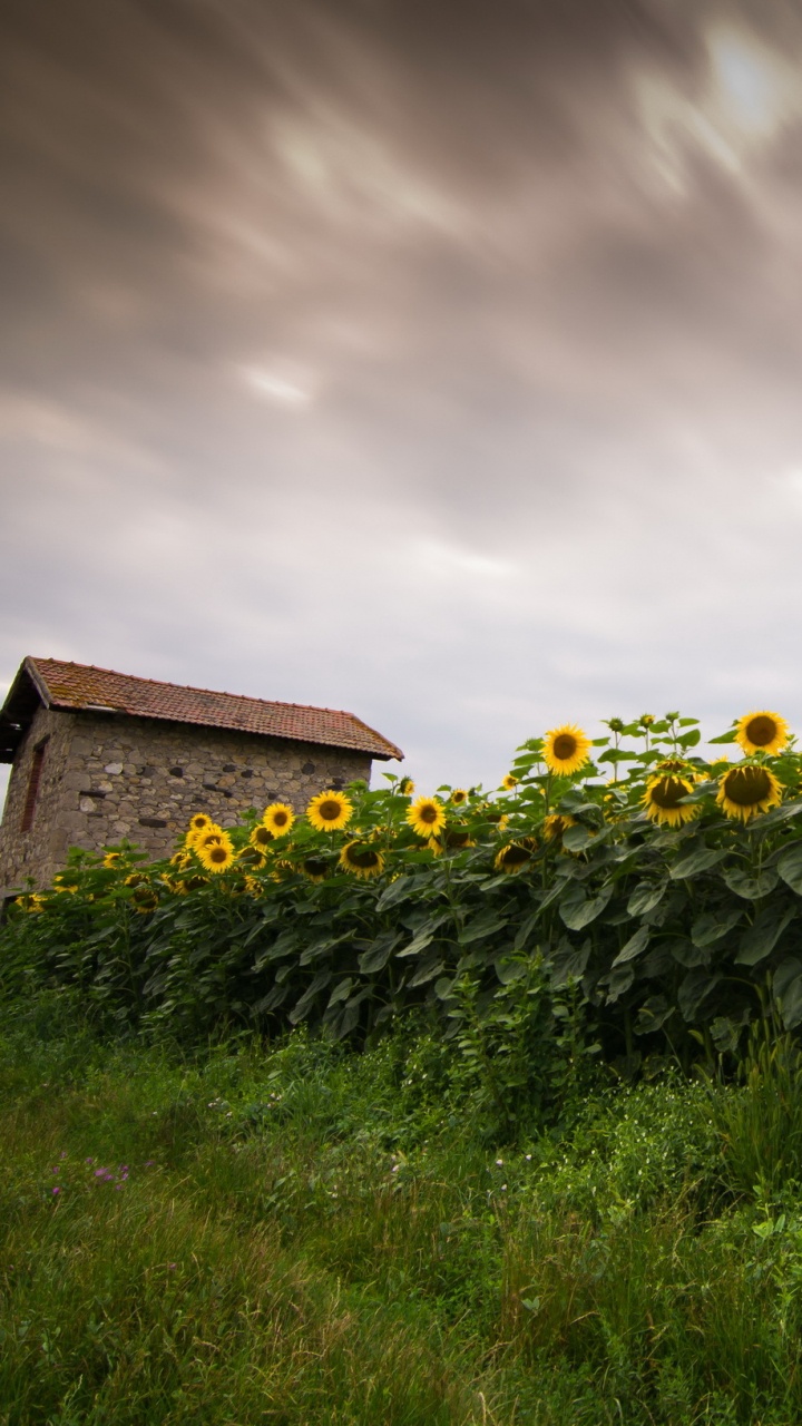 Обои облако, поле, сумрак, небо, Хаус в разрешении 720x1280