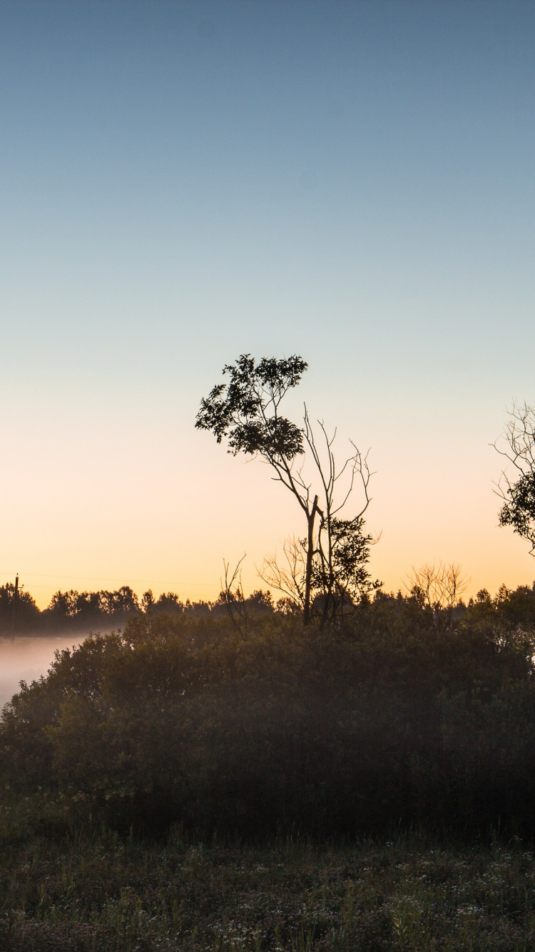 Обои рассвет, утро, восход солнца, дерево, туман в разрешении 750x1334