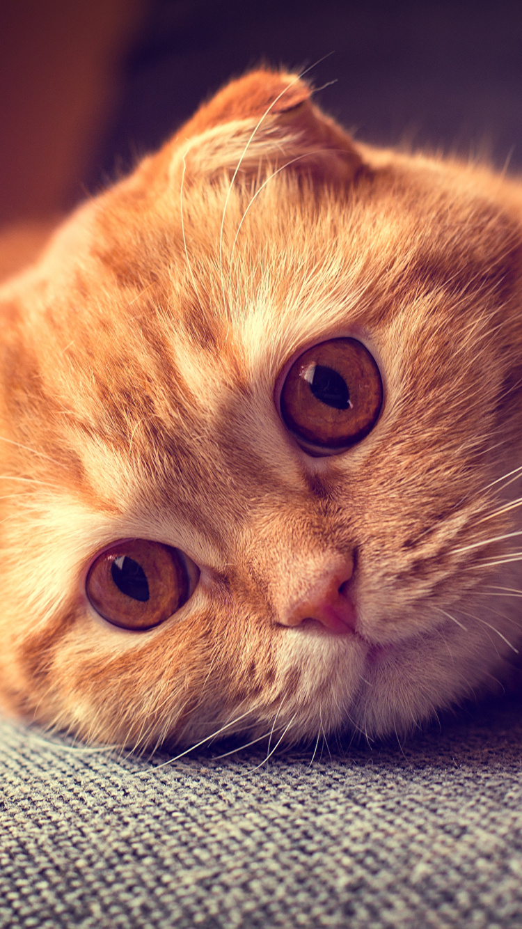 Обои шотландская вислоухая, кот, бакенбарды, нос, глаз в разрешении 750x1334