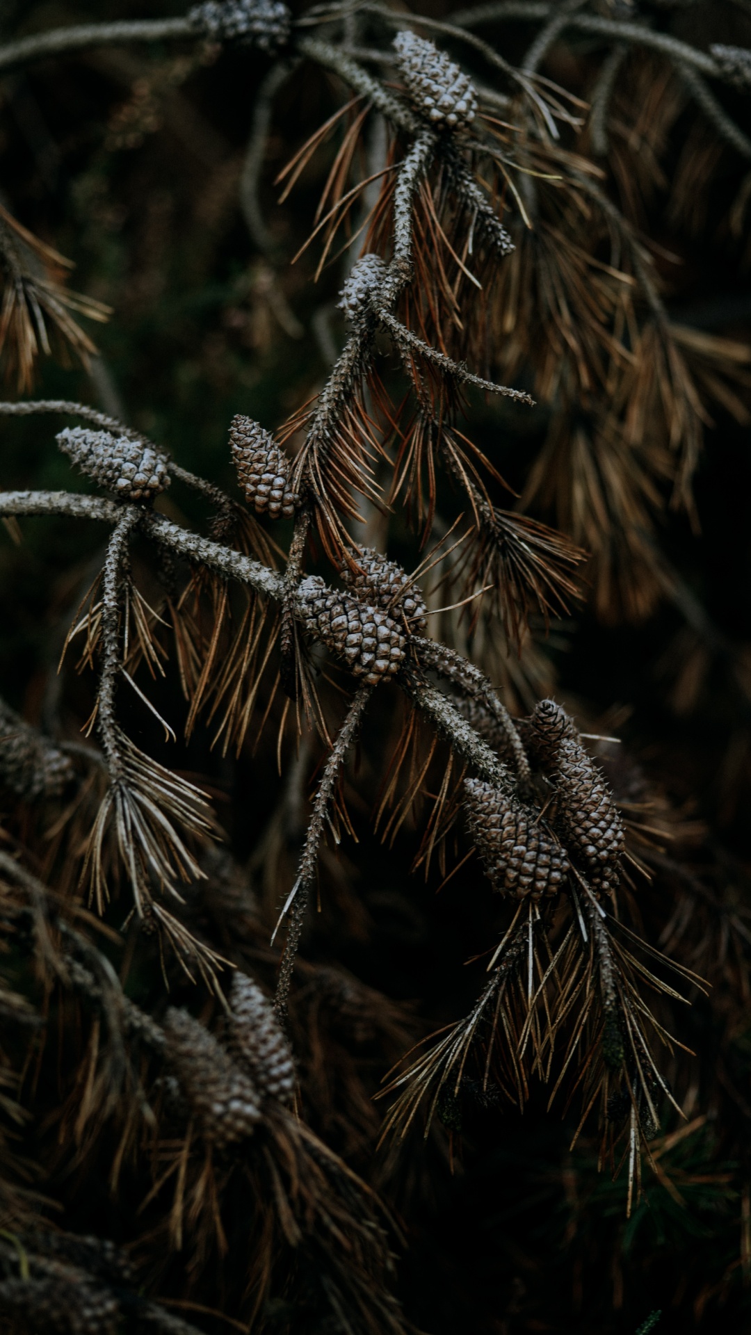 Обои ветвь, сосна, растение, дерево, семейство травы в разрешении 1080x1920