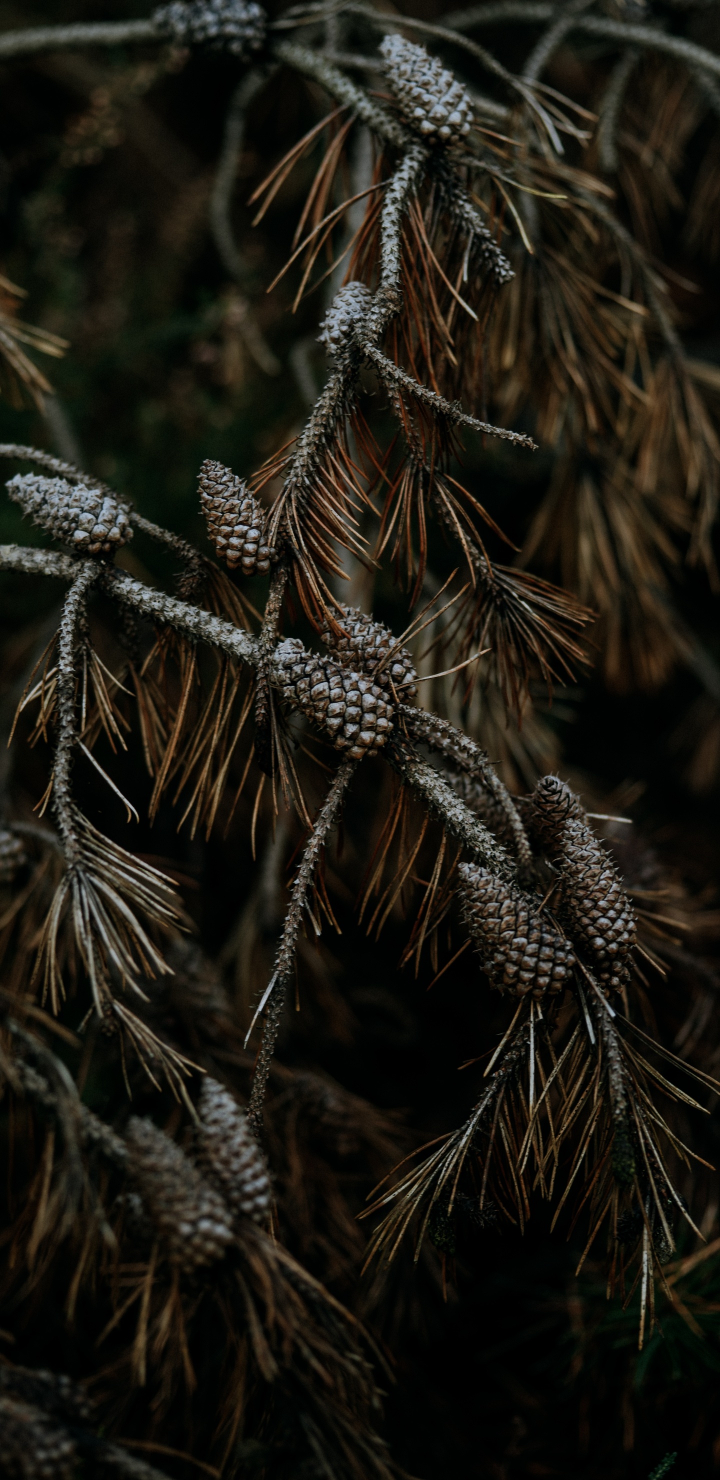 Обои ветвь, сосна, растение, дерево, семейство травы в разрешении 1440x2960