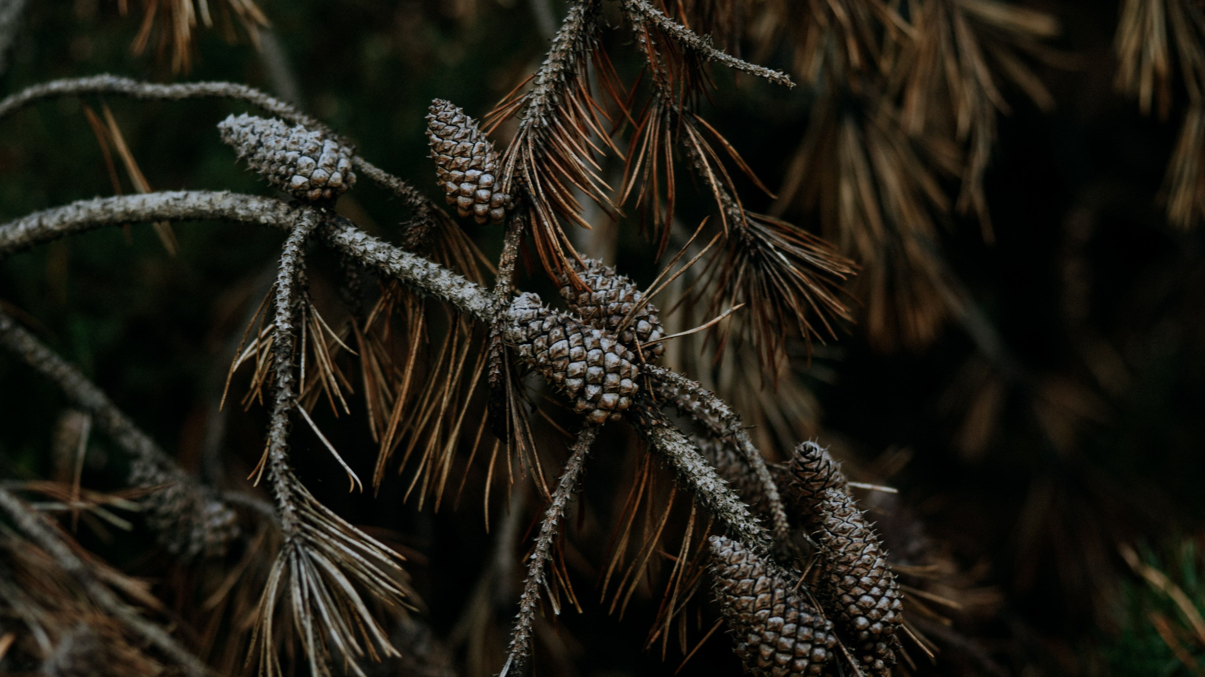 Обои ветвь, сосна, растение, дерево, семейство травы в разрешении 3840x2160