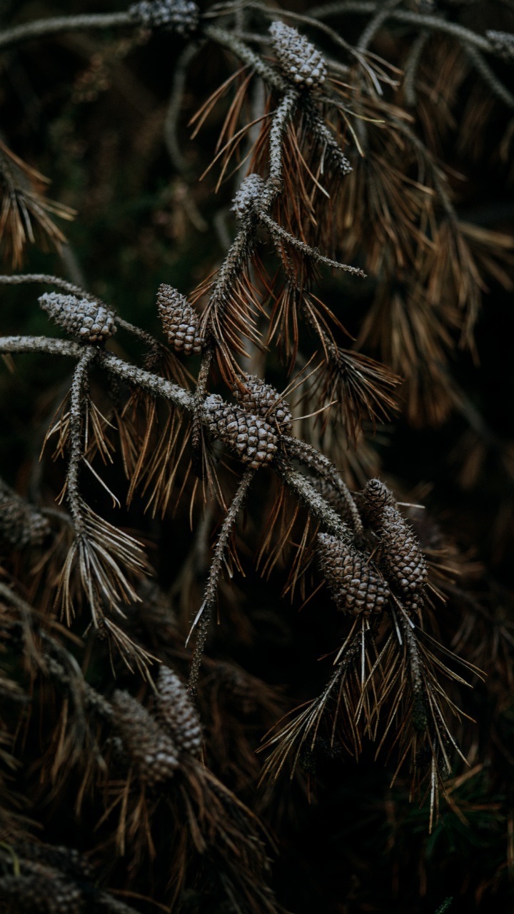 Обои ветвь, сосна, растение, дерево, семейство травы в разрешении 720x1280