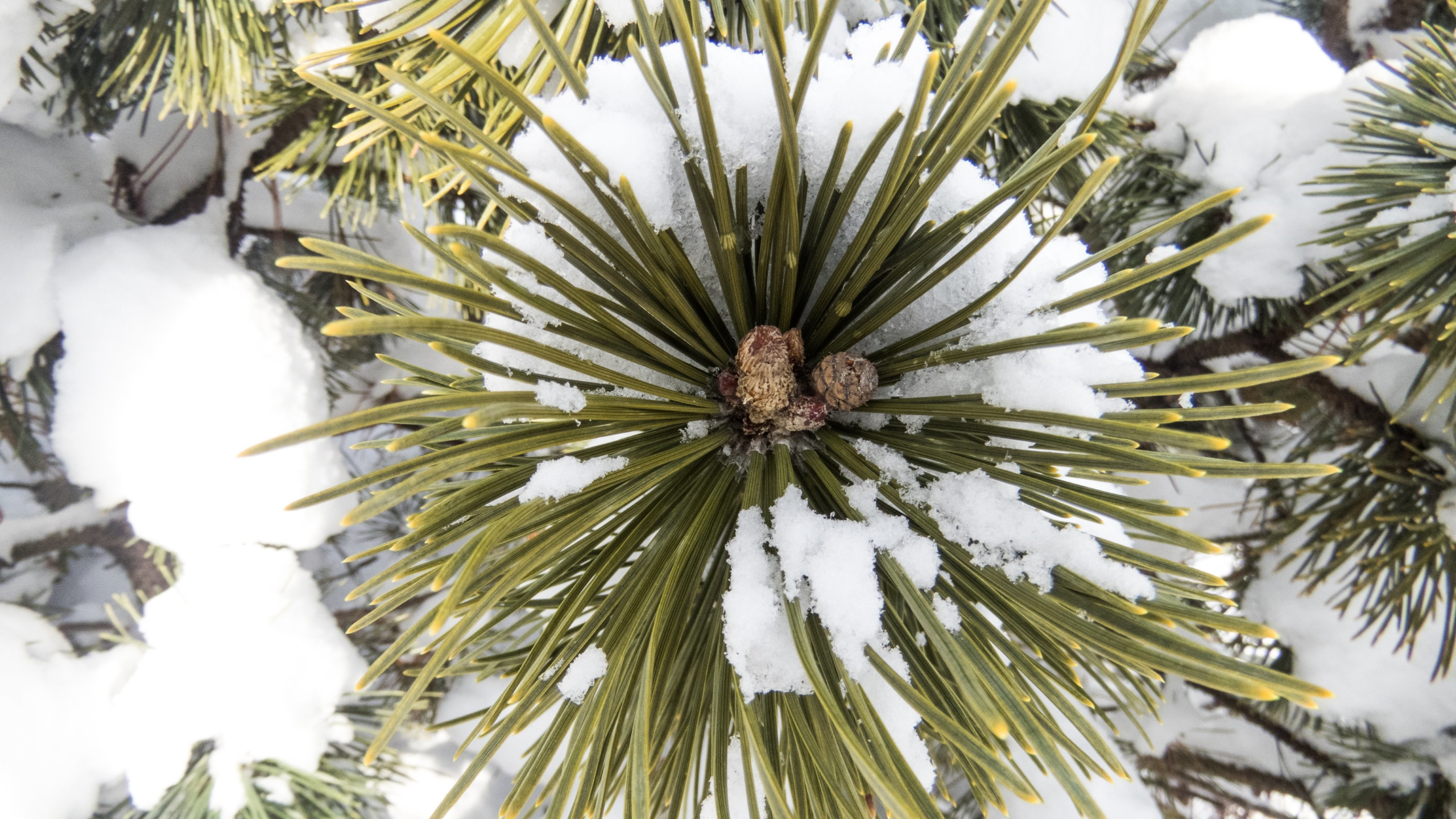Обои дерево, Хвойные, ветвь, древесные растения, вечнозеленое растение в разрешении 2560x1440