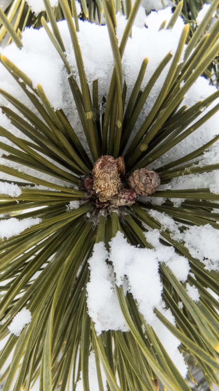 Обои дерево, Хвойные, ветвь, древесные растения, вечнозеленое растение в разрешении 720x1280
