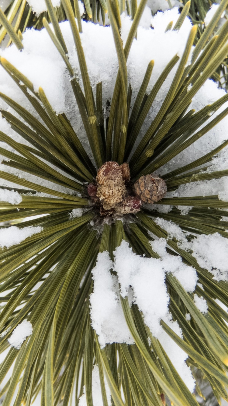 Обои дерево, Хвойные, ветвь, древесные растения, вечнозеленое растение в разрешении 750x1334
