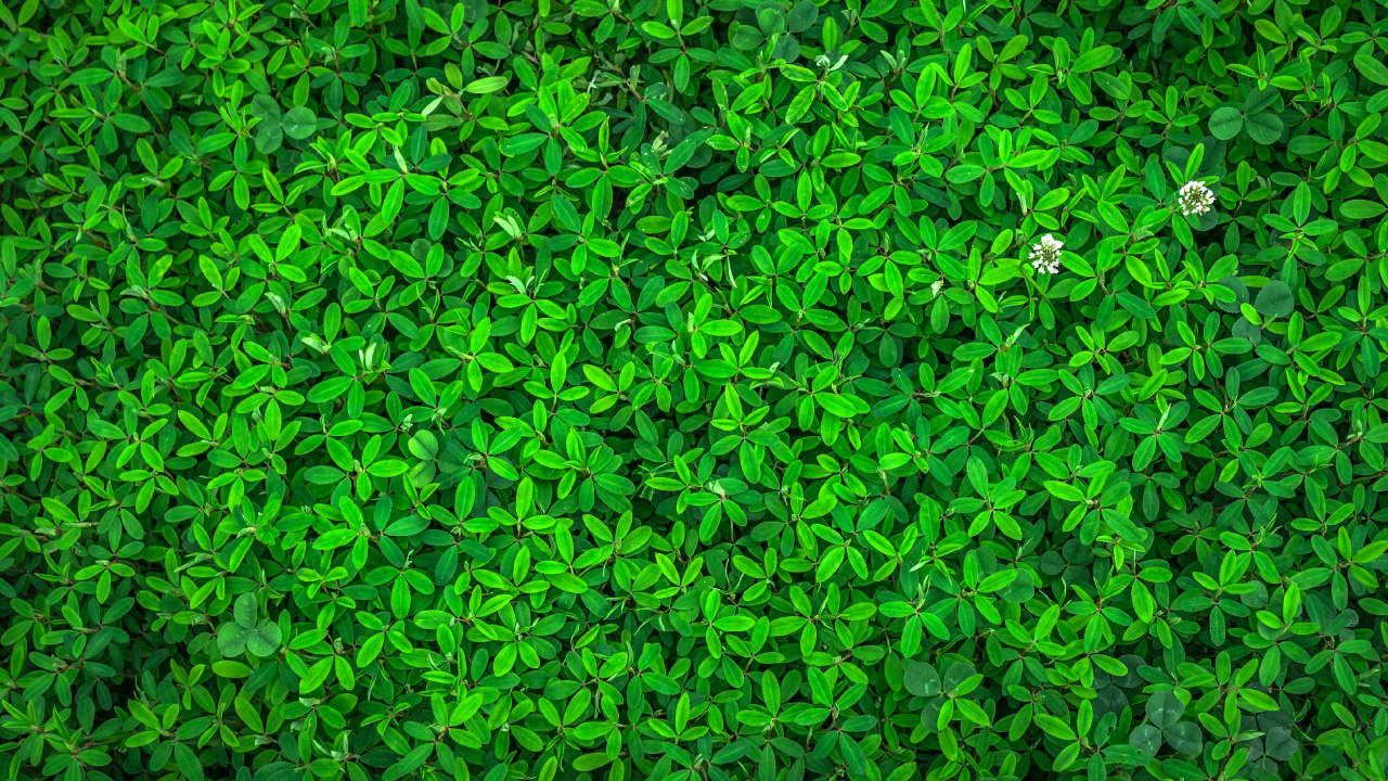 Обои растение, наземное растение, почвопокровная, узор, однолетнее растение в разрешении 1280x720