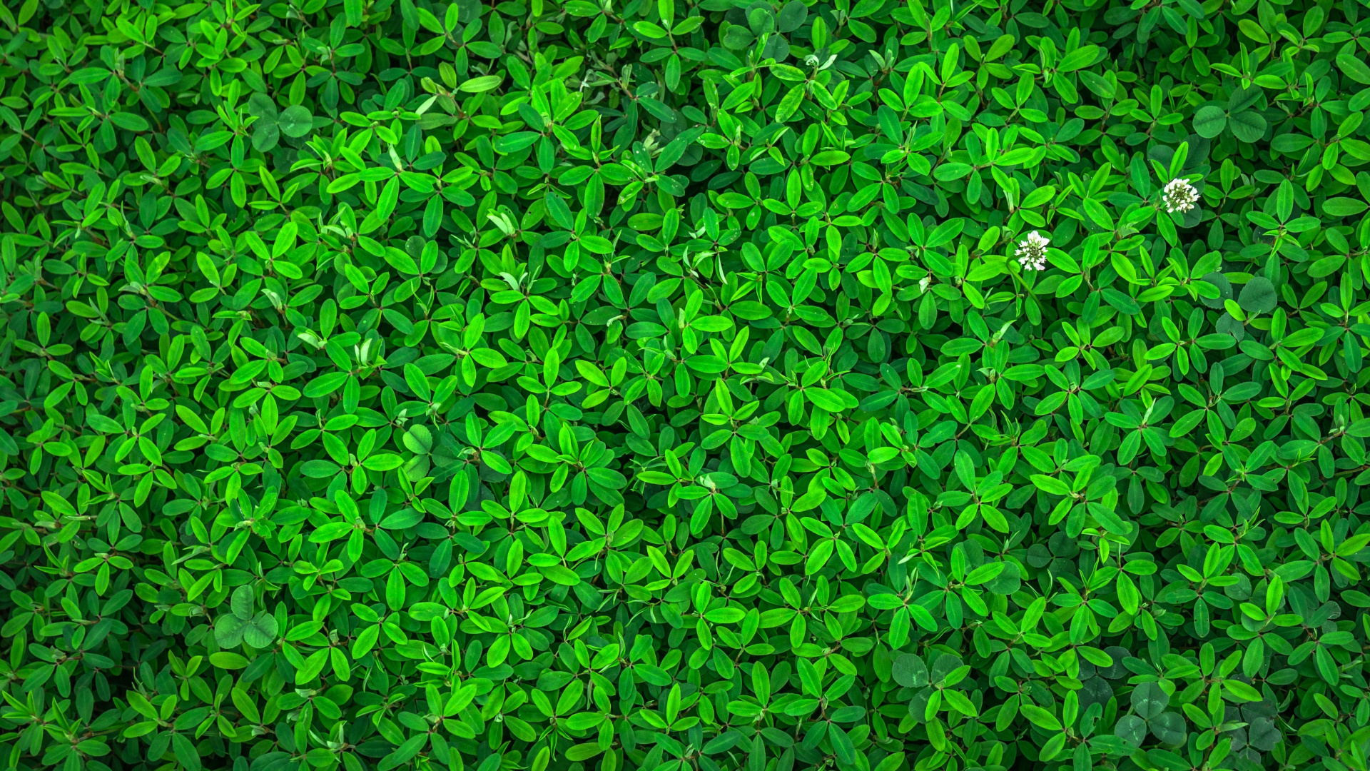 Обои растение, наземное растение, почвопокровная, узор, однолетнее растение в разрешении 1920x1080