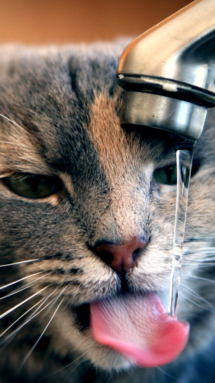 Обои котенок, кот, бакенбарды, нос, мимика в разрешении 750x1334