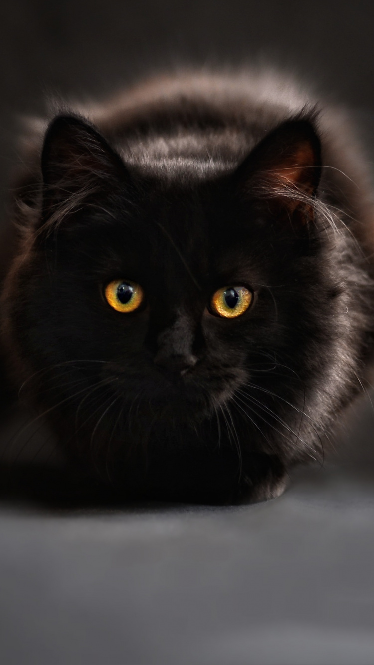 Обои кот, черная кошка, котенок, бакенбарды, кошачьих в разрешении 750x1334