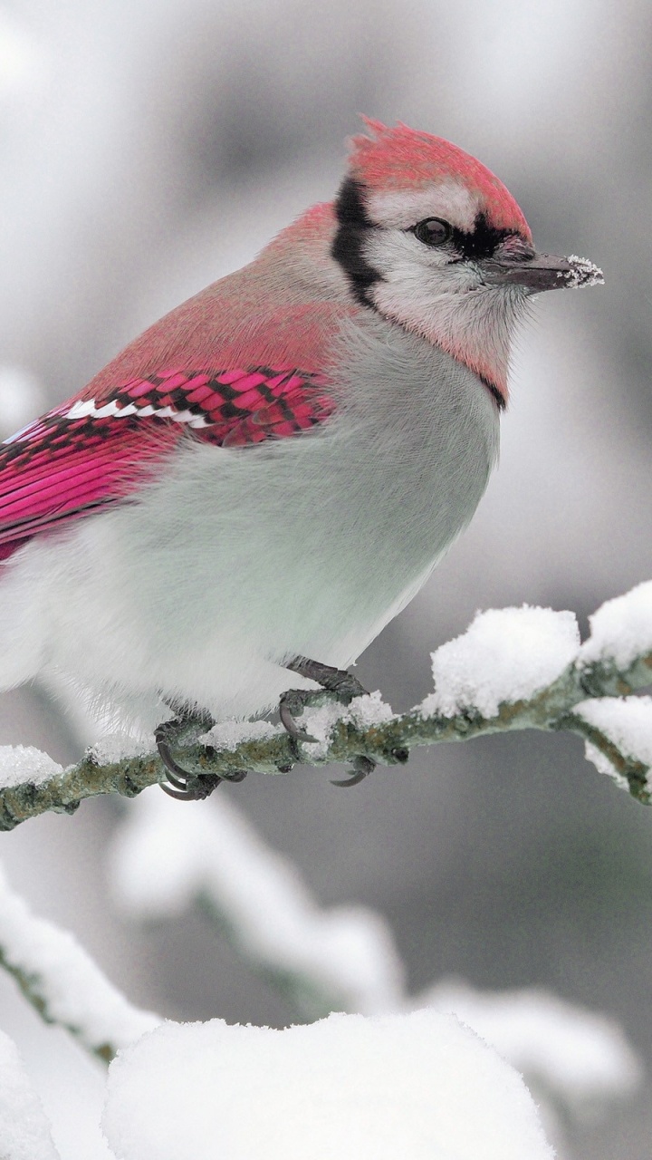 Обои птица, клюв, воробьиные птицы, живая природа, снег в разрешении 720x1280