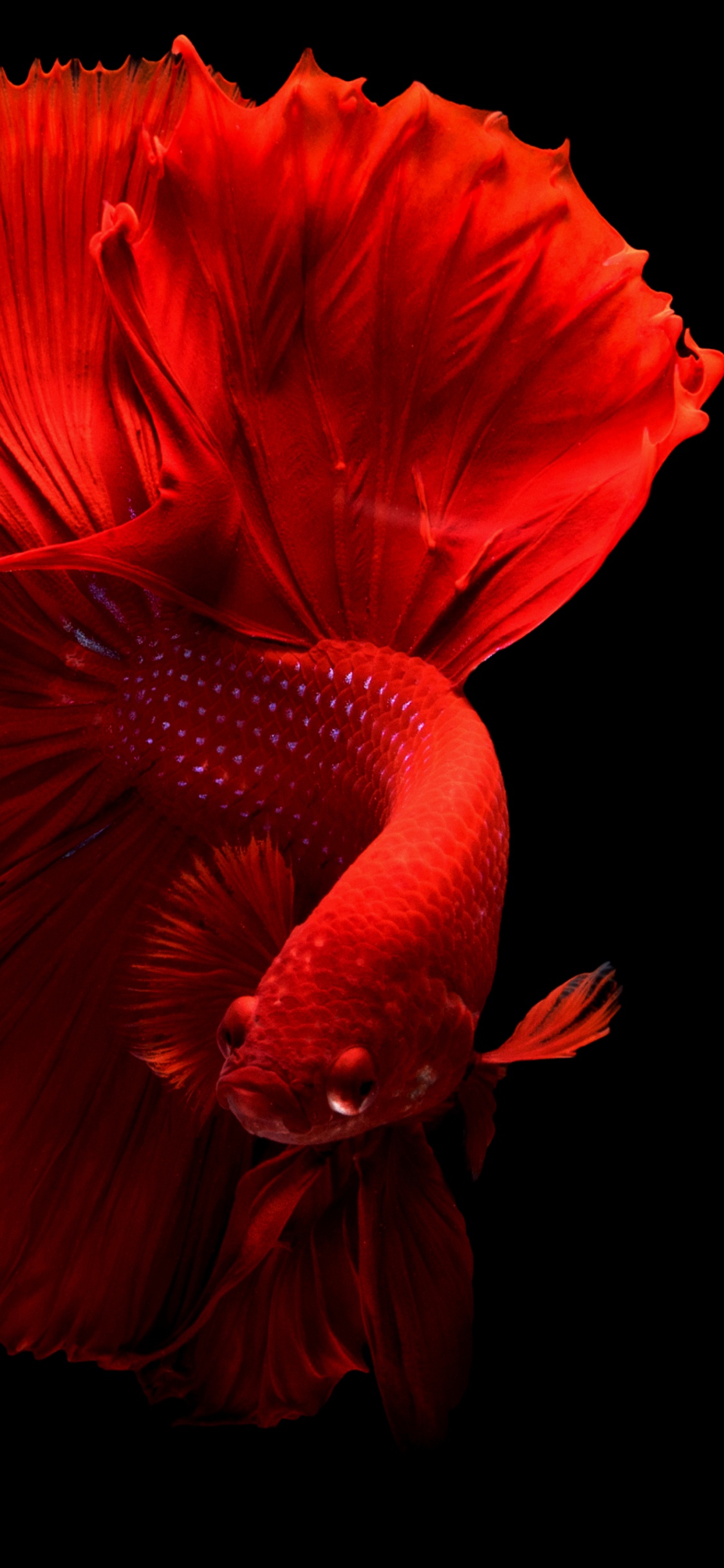 Обои Аквариум, красный цвет, лепесток, мрак, цветковое растение в разрешении 1125x2436