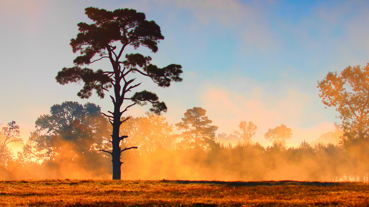 Обои закат, дерево, утро, Саванна, атмосфера в разрешении 1280x720