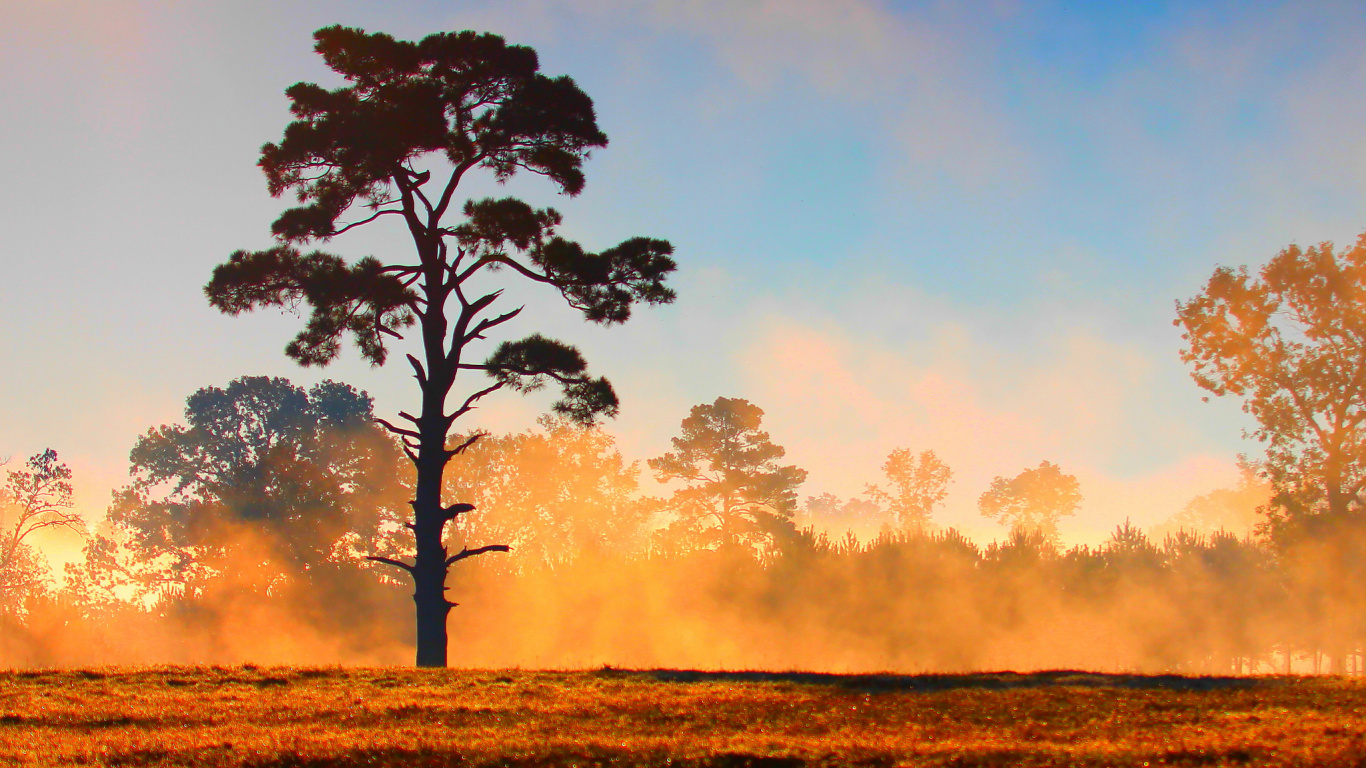 Обои закат, дерево, утро, Саванна, атмосфера в разрешении 1366x768