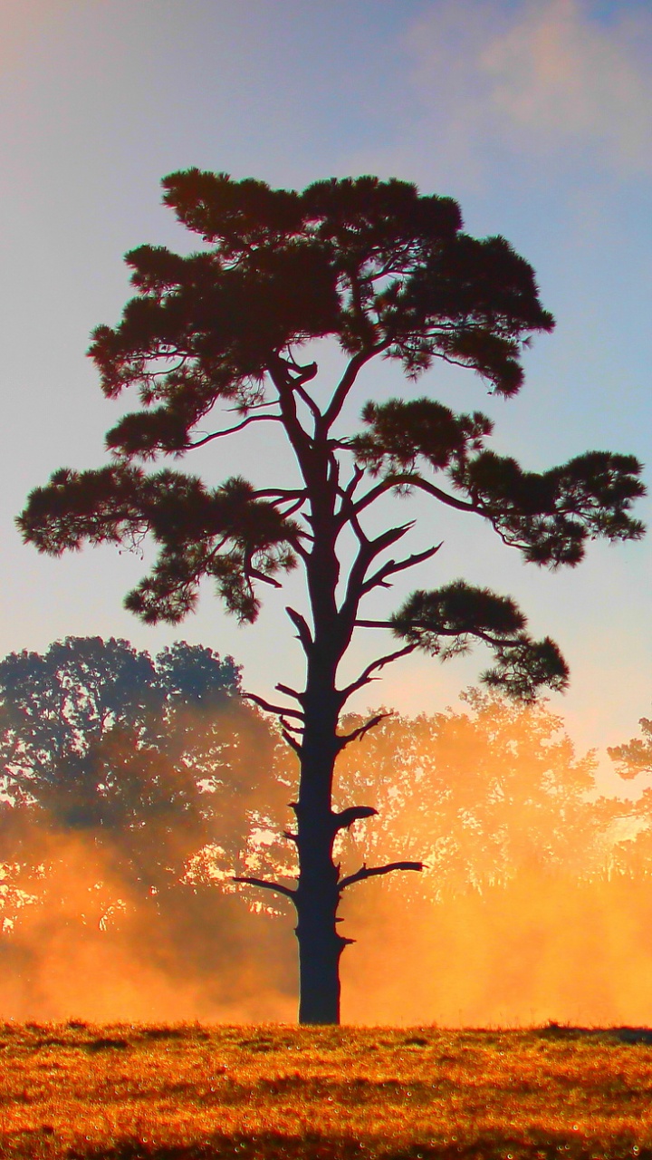 Обои закат, дерево, утро, Саванна, атмосфера в разрешении 720x1280