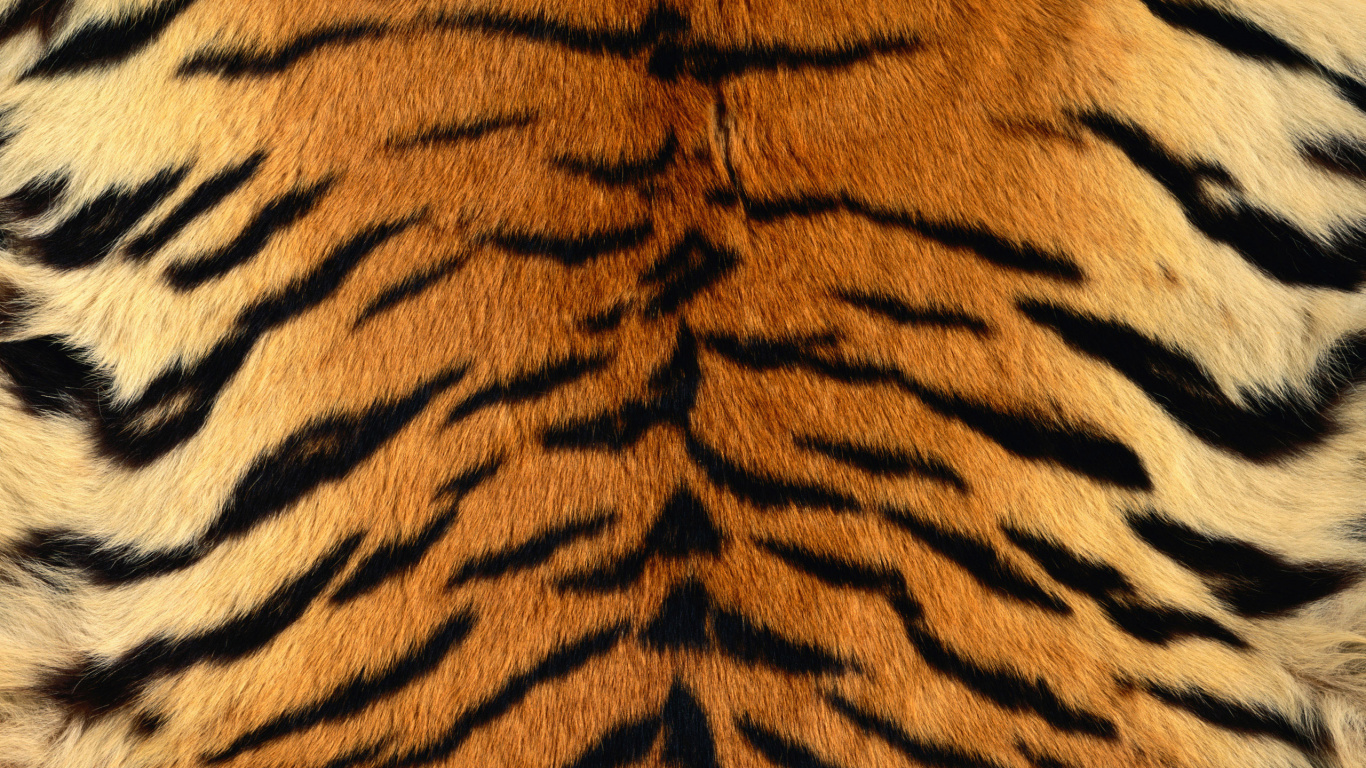 Обои тигровая шкура, Леопард, Амурский тигр, мех, животных печати в разрешении 1366x768