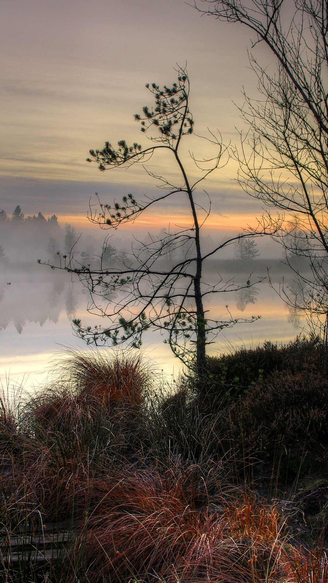 Обои закат, пейзаж, облако, вода, растение в разрешении 1080x1920