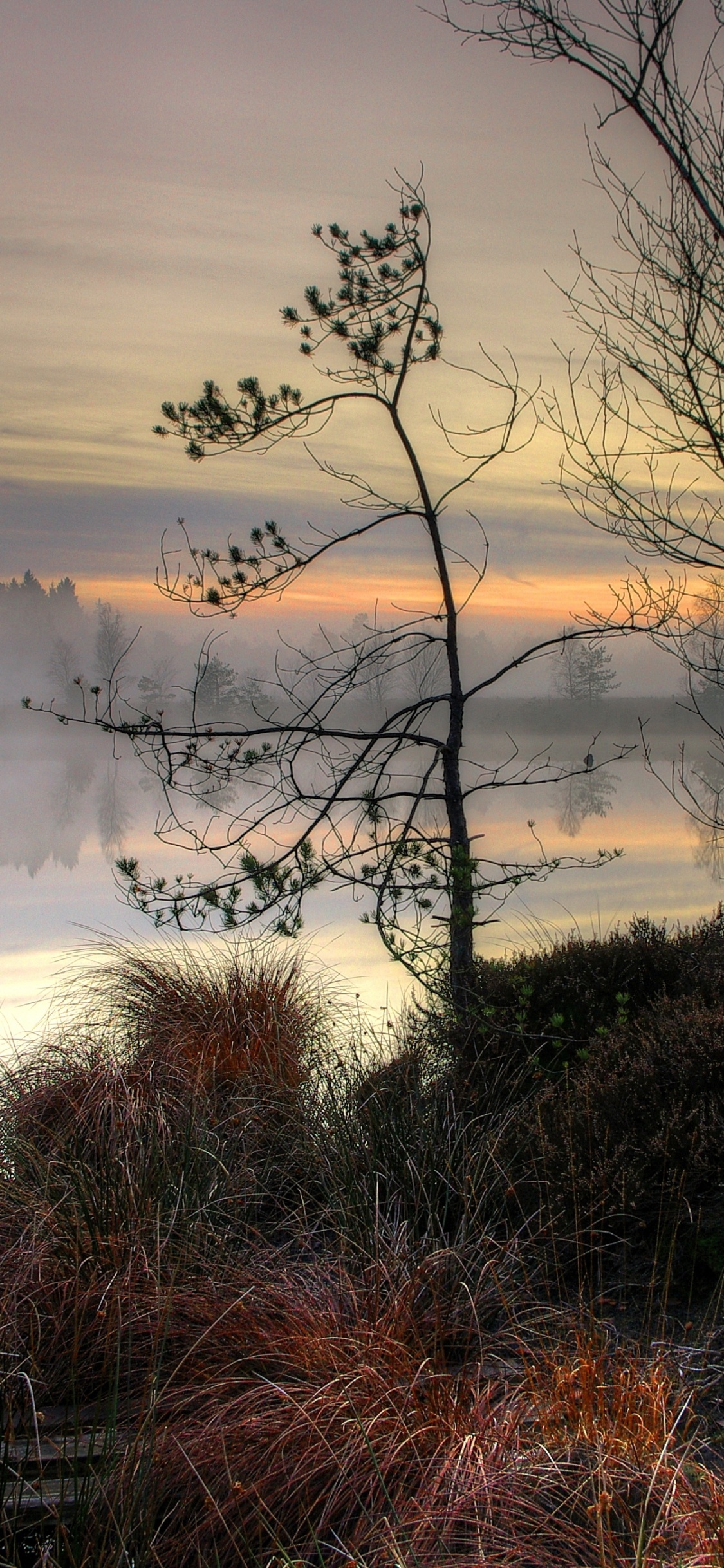 Обои закат, пейзаж, облако, вода, растение в разрешении 1125x2436