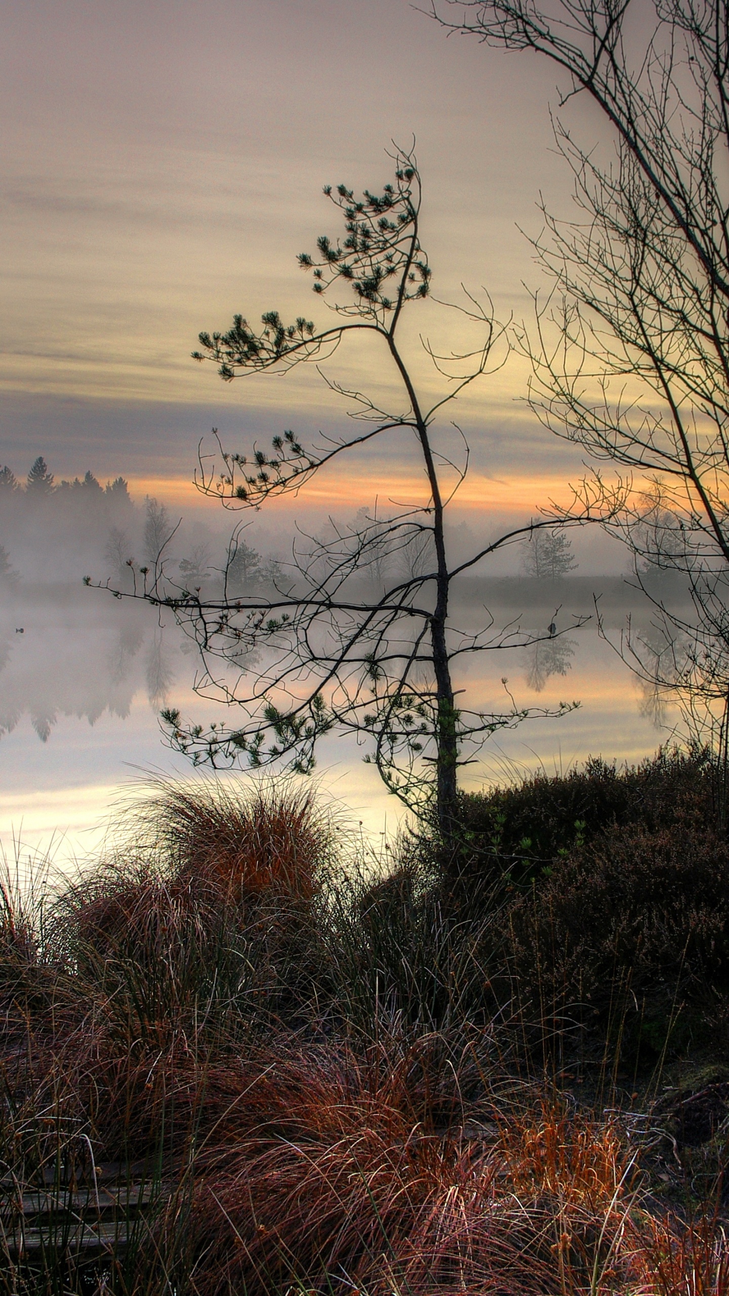 Обои закат, пейзаж, облако, вода, растение в разрешении 1440x2560