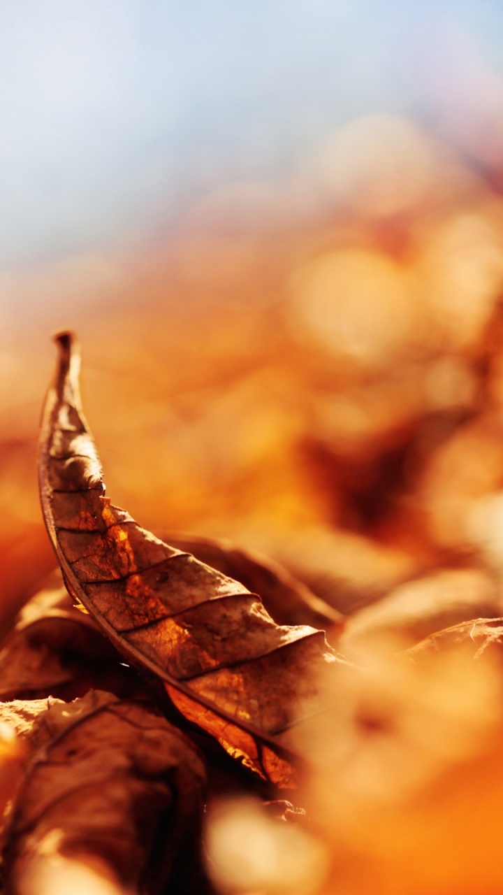 Обои осень, солнечный свет, небо, неба, листьев в разрешении 720x1280