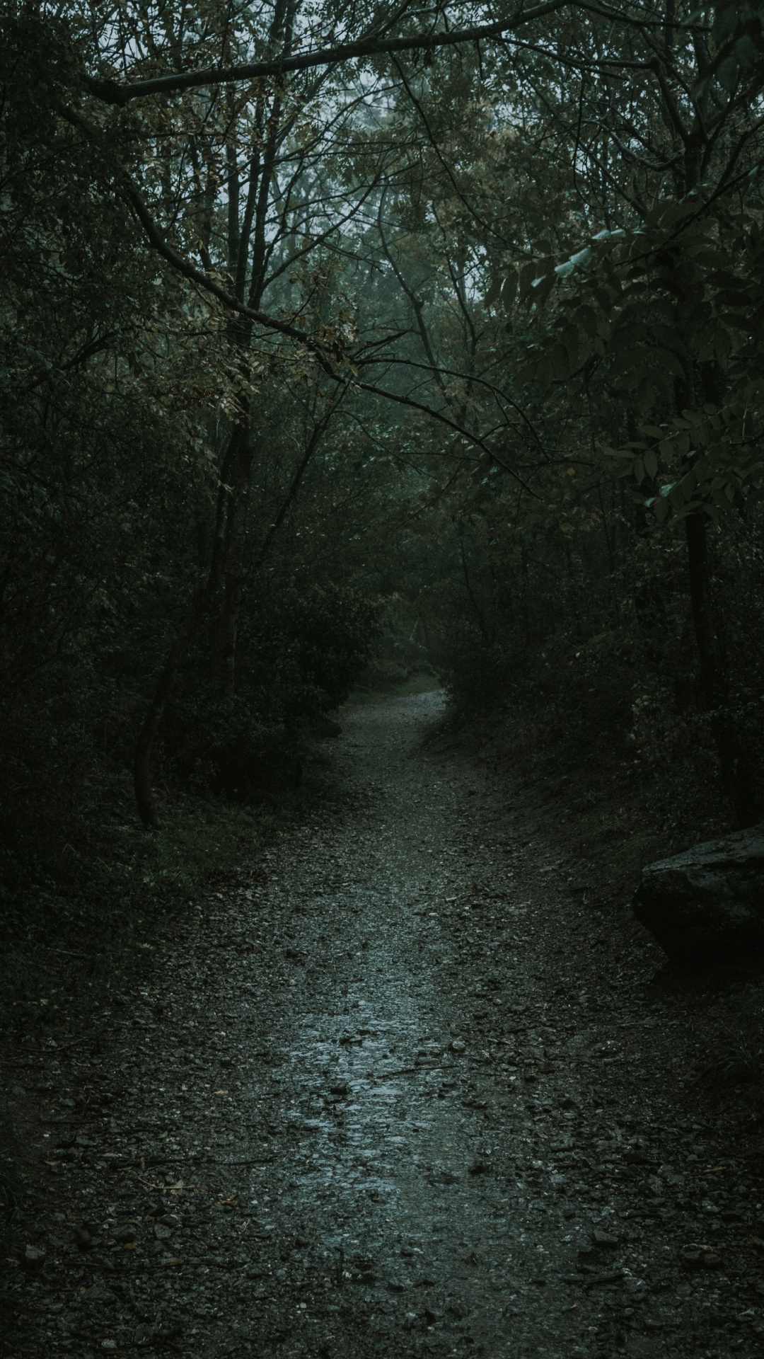 Обои природа, черный, дерево, окружающая среда, природный ландшафт в разрешении 1080x1920