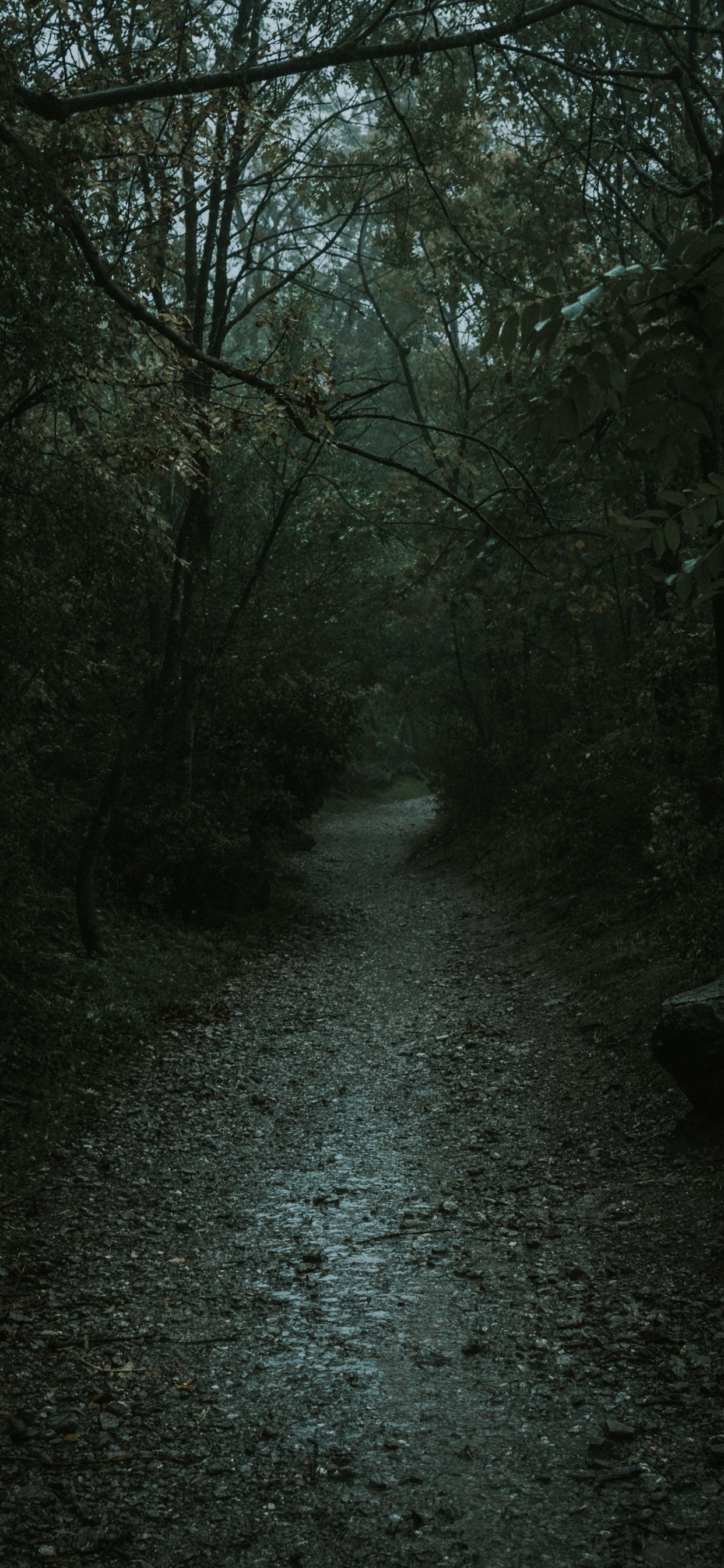 Обои природа, черный, дерево, окружающая среда, природный ландшафт в разрешении 1242x2688