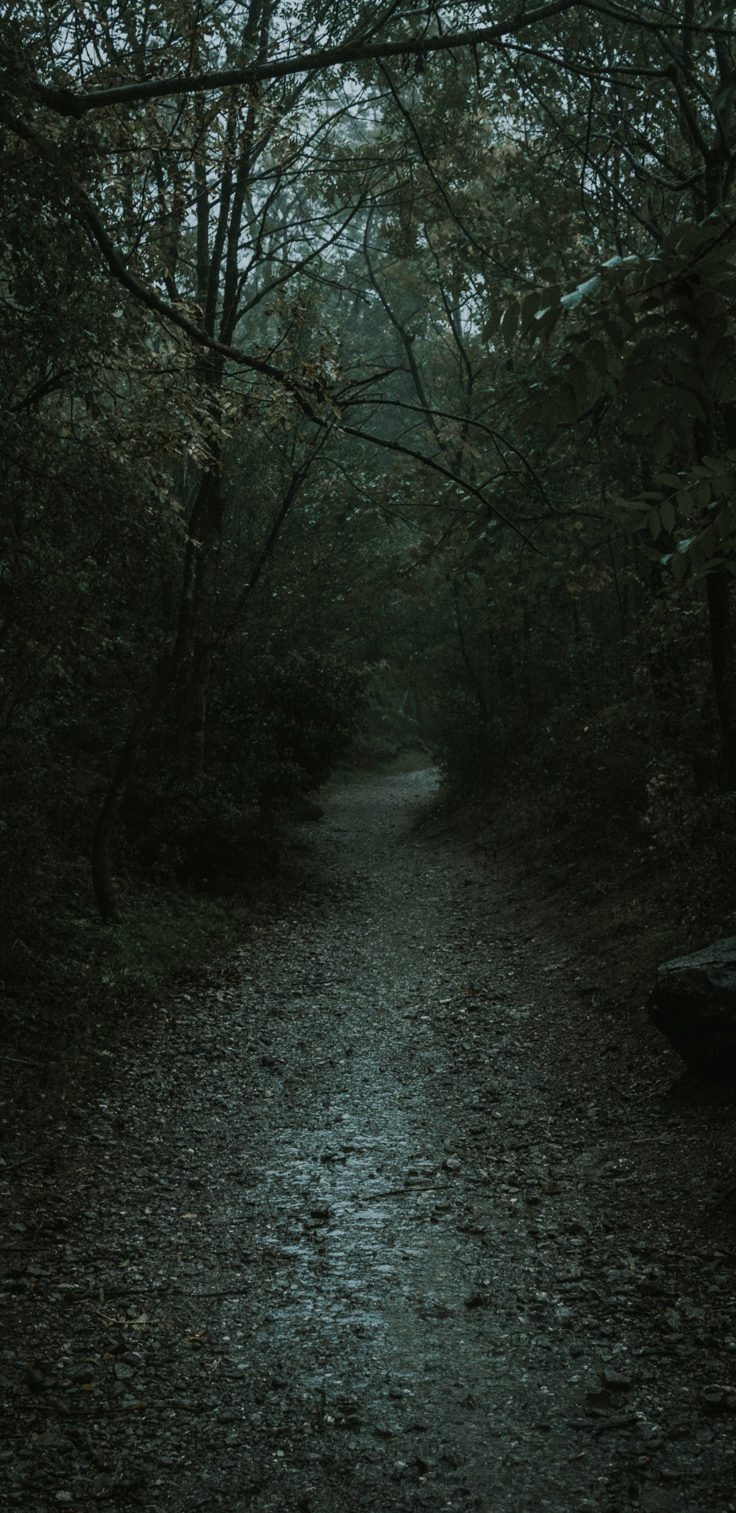 Обои природа, черный, дерево, окружающая среда, природный ландшафт в разрешении 1440x2960