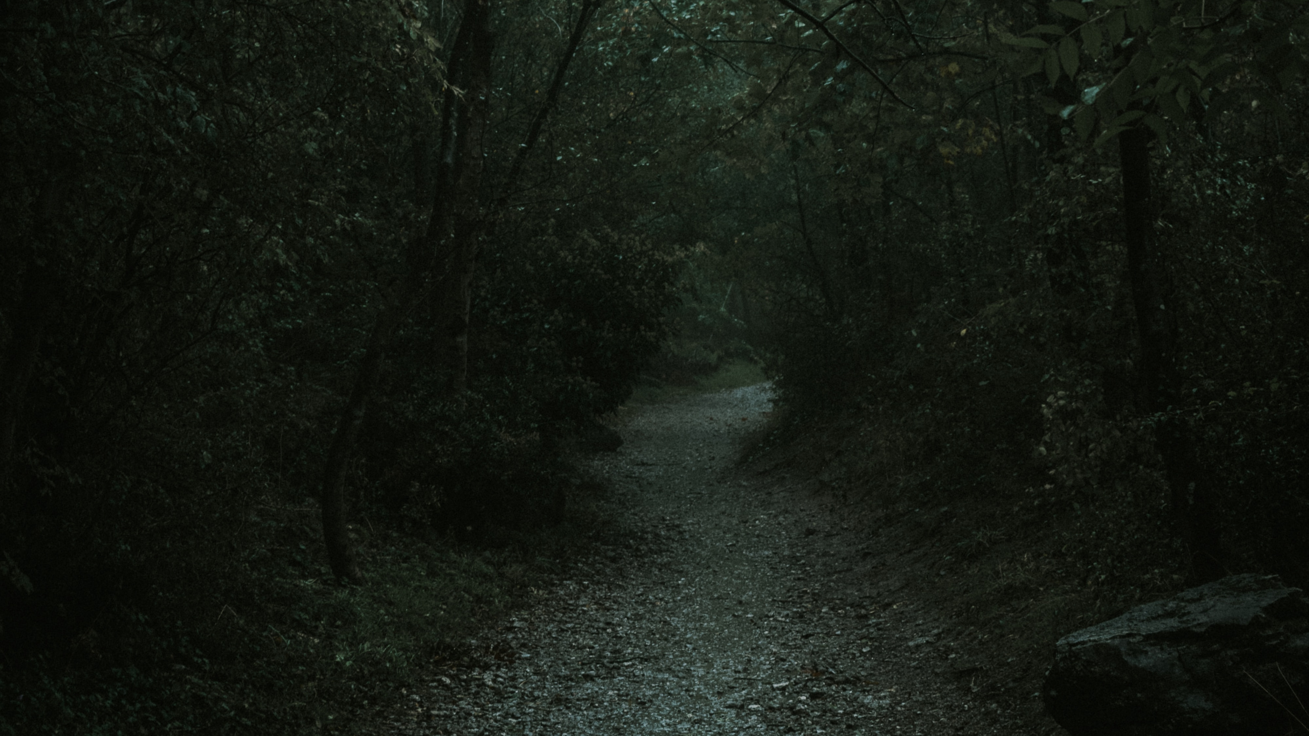 Обои природа, черный, дерево, окружающая среда, природный ландшафт в разрешении 2560x1440