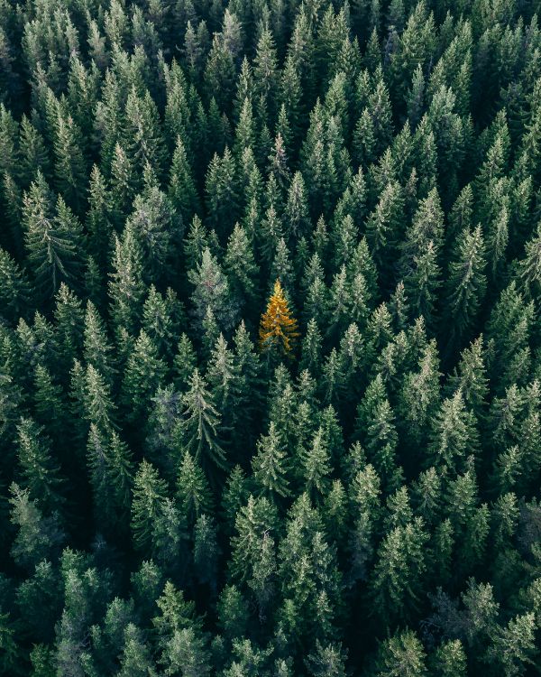 Download 3192x3989 Wallpaper Растительность, Пихта Бальзамическая, Дерево, Сосна, Пихта Обои растительность, Пихта бальзамическая, дерево, сосна, пихта в разрешении 3192x3989