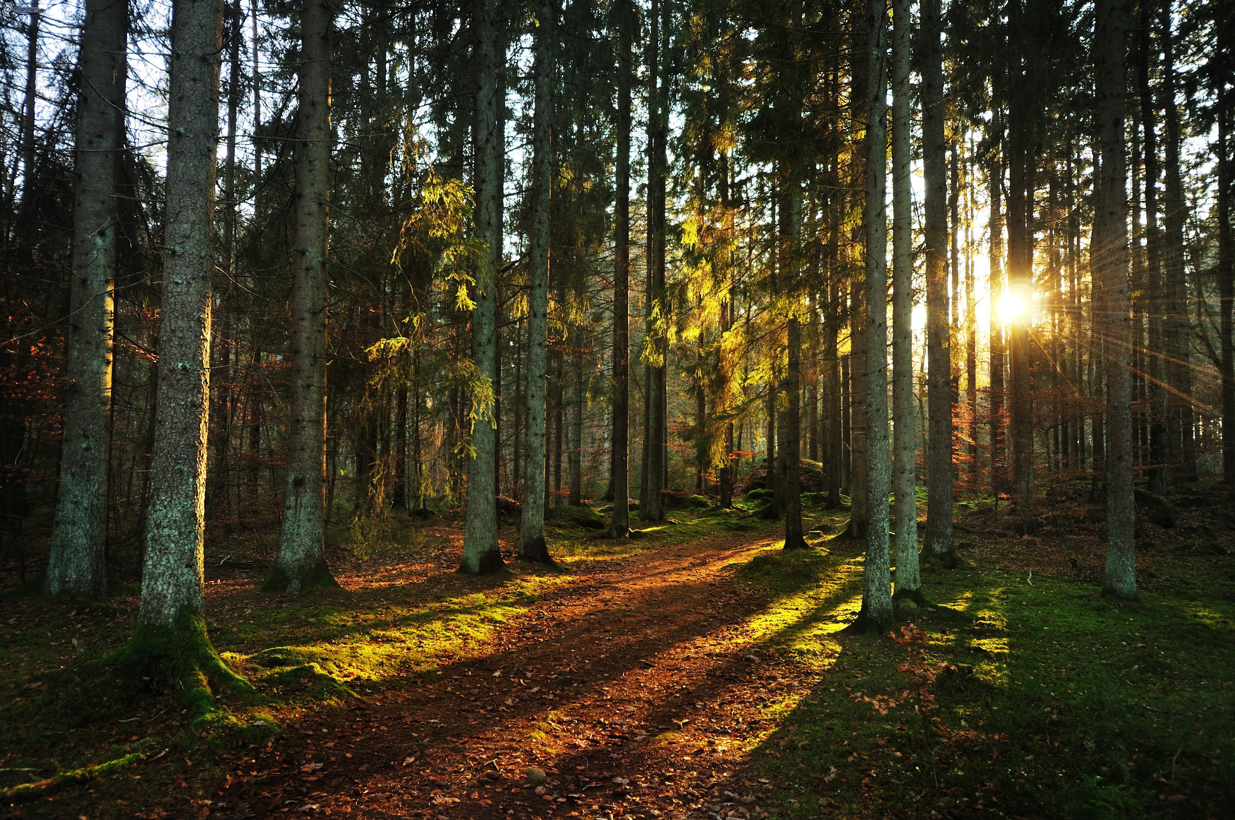 Включи природа леса. Раменский район лес. Красивая природа лес. Русские леса. Красивые леса.