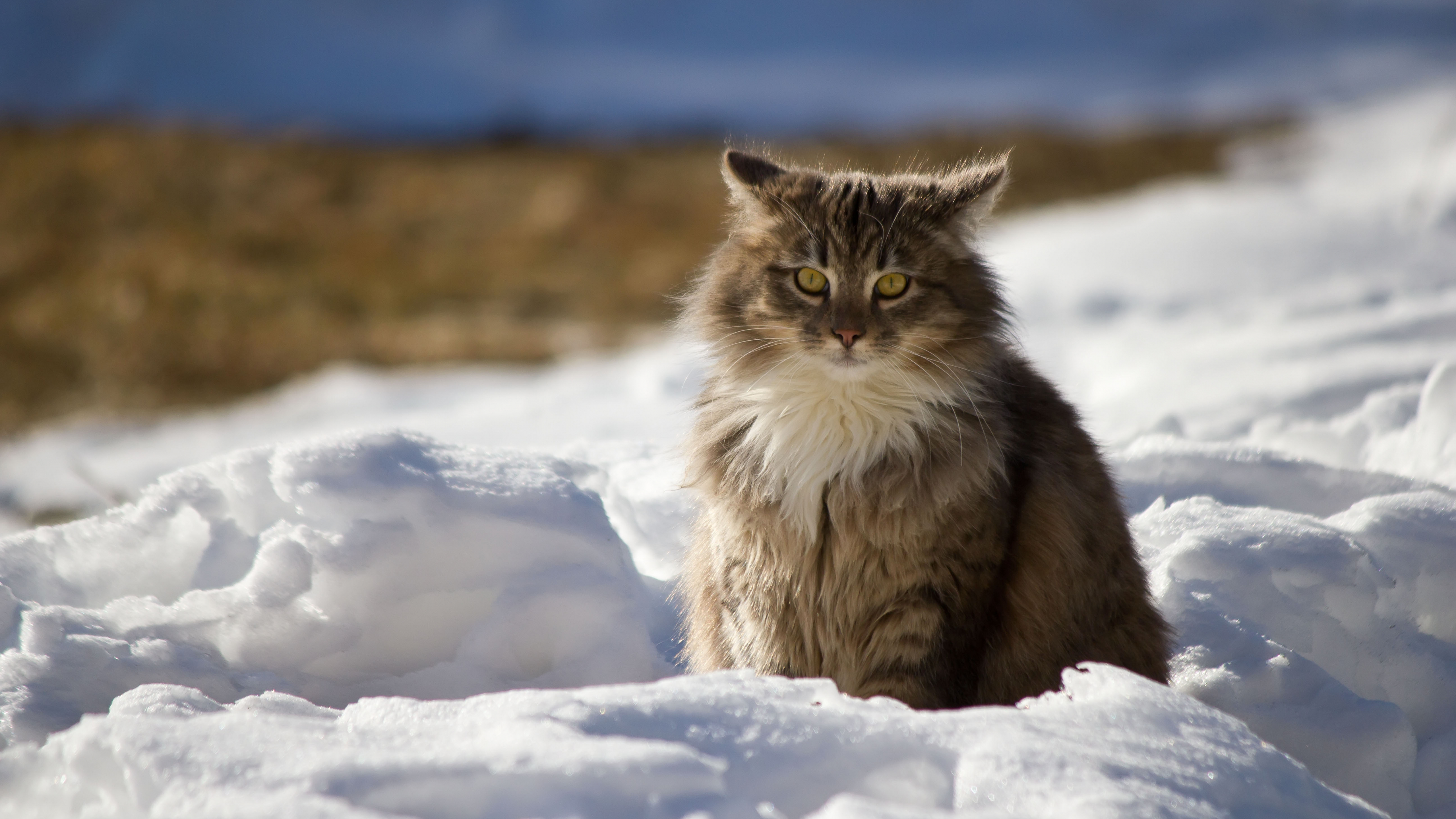 Норвежская Кошка Котенок Фото