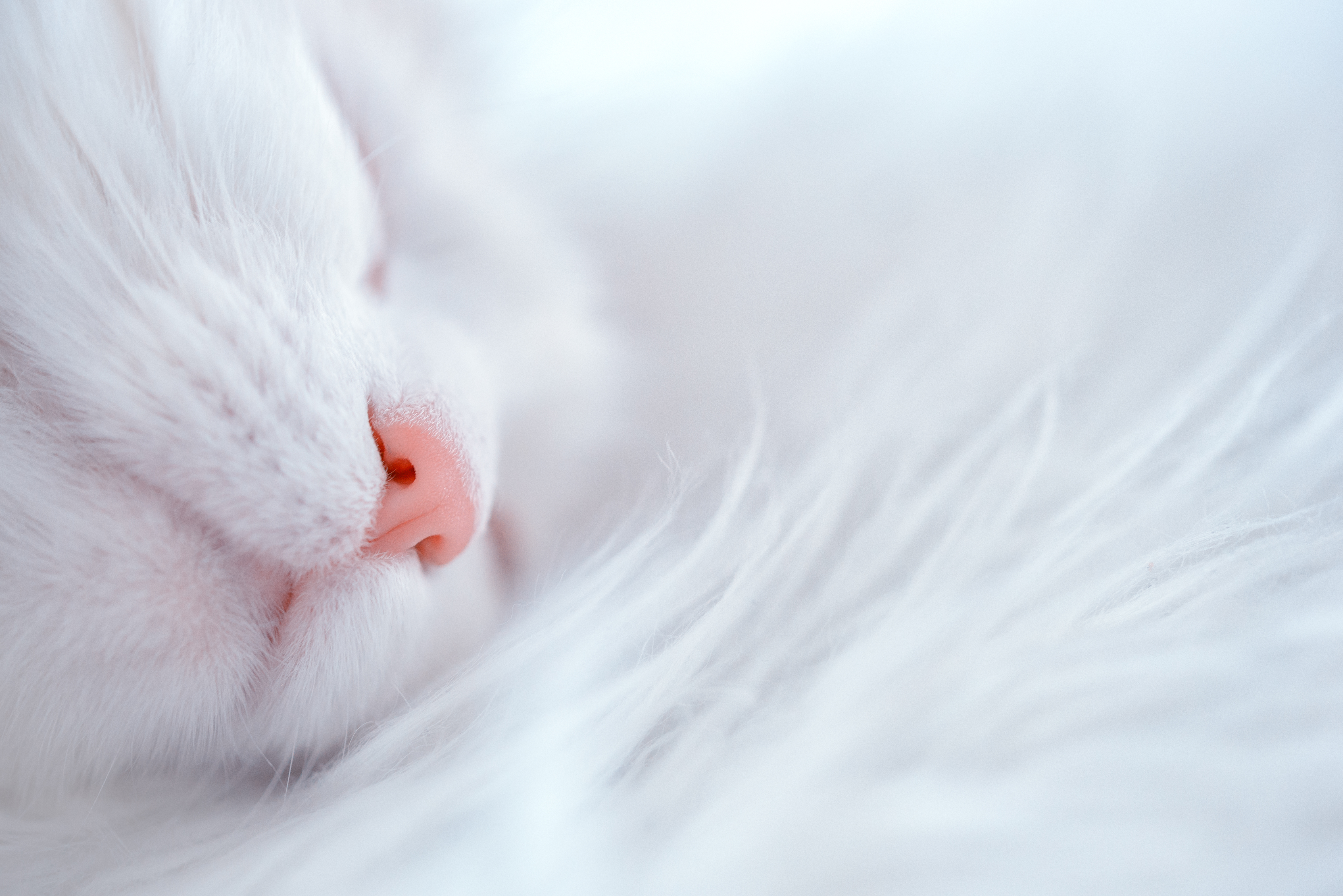 Белые Коты Фото Скачать