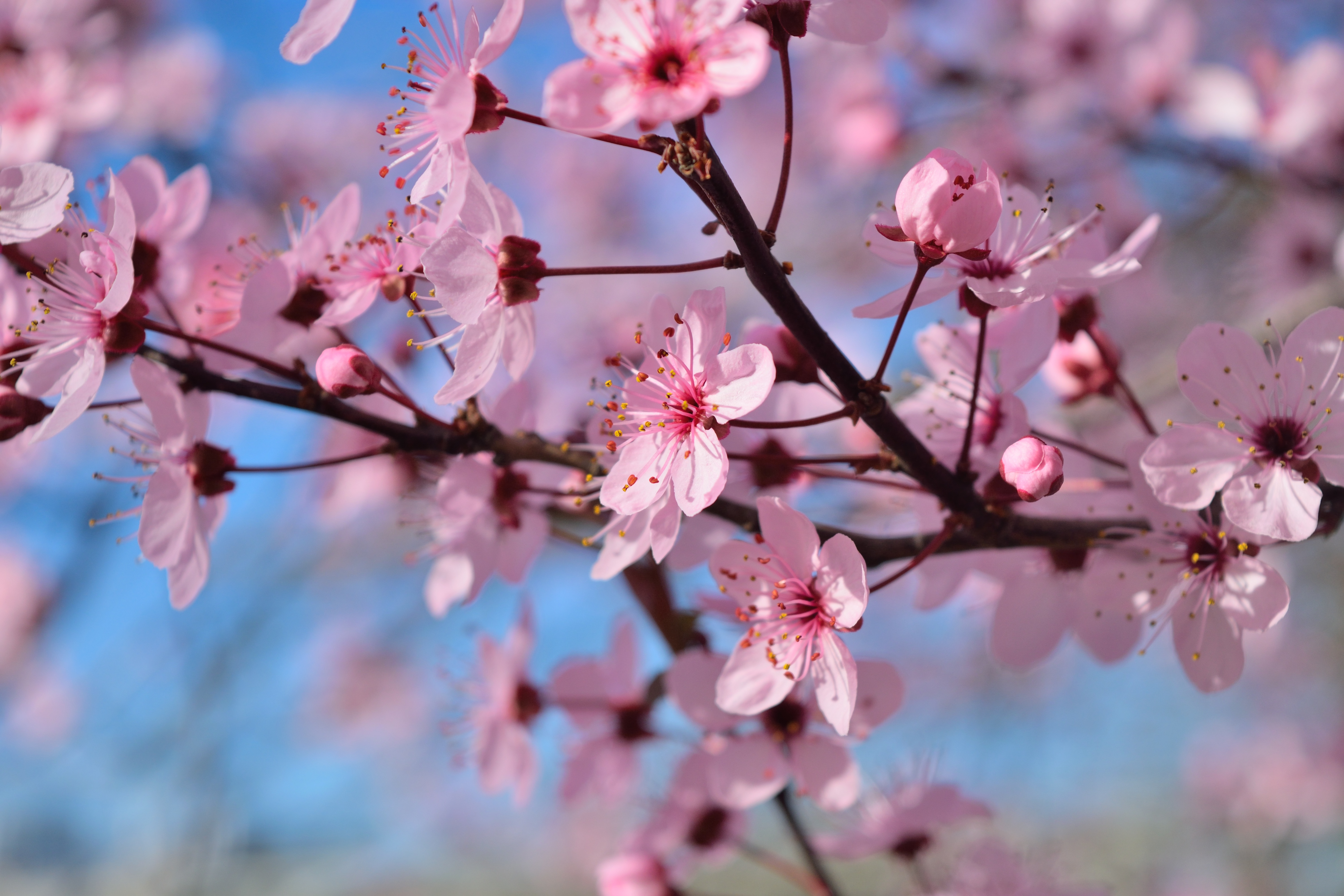 Фото весны красивые на заставку на телефон. Вишня черри блоссом. Черри блоссом цветок. Сакура черри блоссом дерево. Цветущая вишня Сакура.