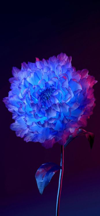 Обои живое происхождение ОС, андроид, цветок, растение, лепесток в разрешении 1284x2778