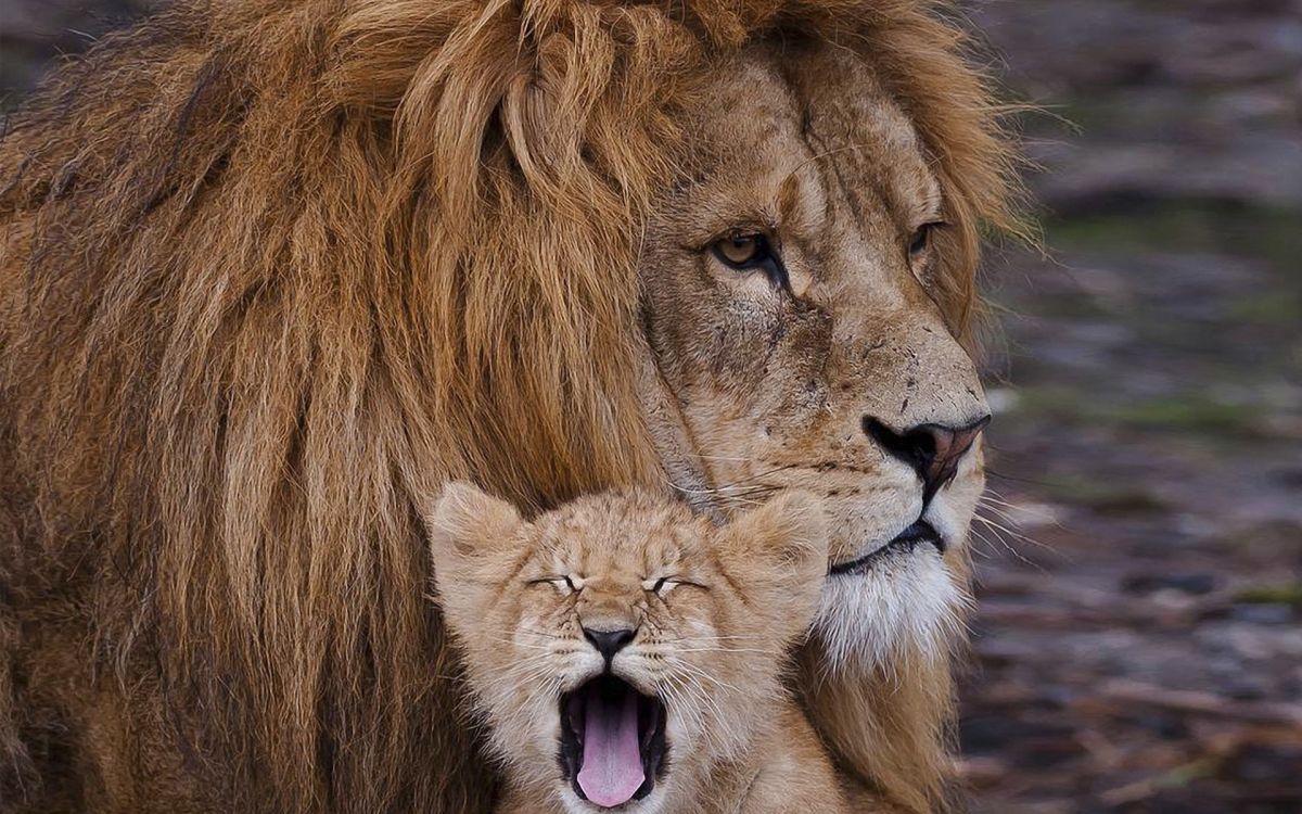 Обои Лев, живая природа, масаи Лев, наземные животные, тигр в разрешении 1920x1200