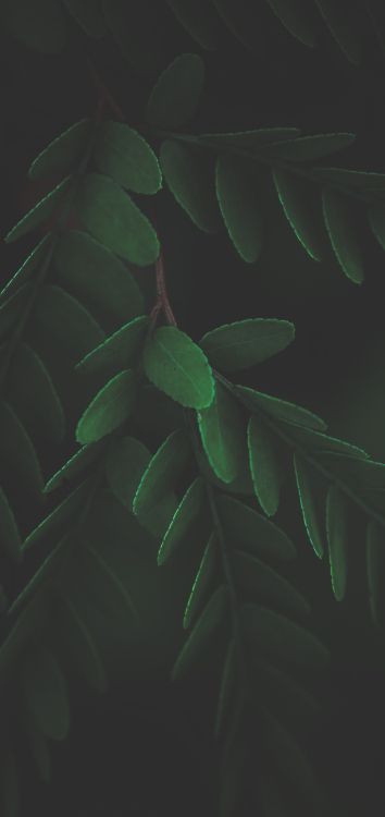 Обои лист, стебель растения, биология, наземное растение, прут в разрешении 1514x3200