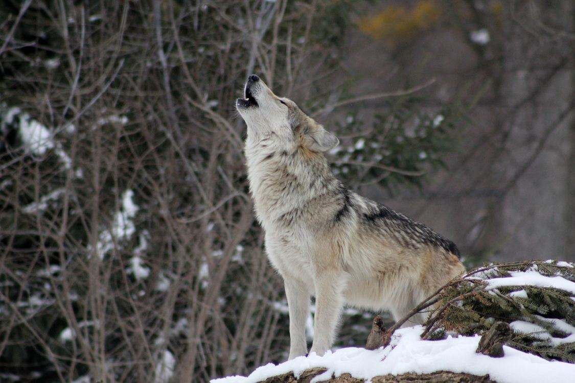 Обои пес, Койот, волк, живая природа, Псовые в разрешении 5184x3456