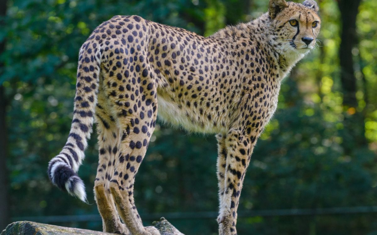 Обои большая кошка, Гепард, Леопард, Лев, Ягуар в разрешении 3280x2048