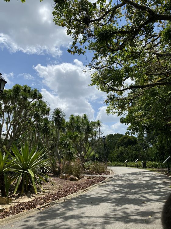 Обои растительность, пальмовые рощи, лист, растительное сообщество, дерево в разрешении 1536x2048