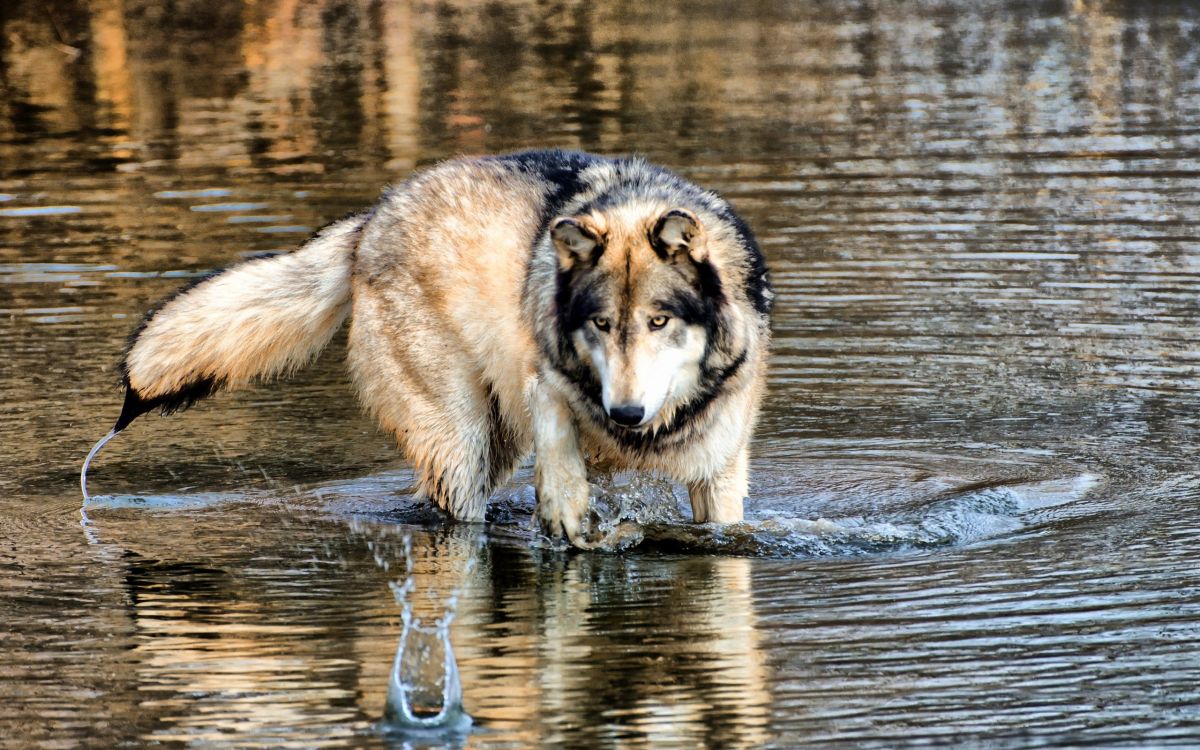 Обои вода, живая природа, прогулка, ходьба, отражение в разрешении 2560x1600