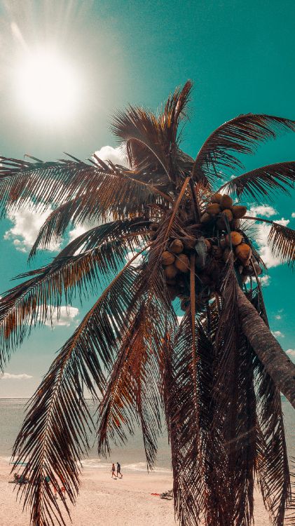 Обои Кокос, дерево, свет, мир, наземное растение в разрешении 1440x2560
