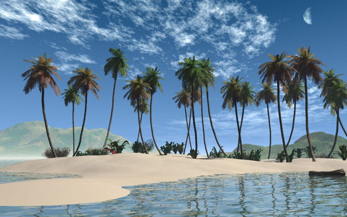 Обои тропическая зона, дерево, Пальма, Карибский бассейн, пляж в разрешении 2560x1600