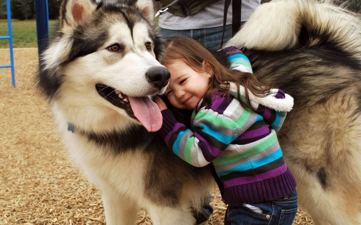Обои аляскинский маламут, привлекательность, ездовая собака, собака породы, укус собаки в разрешении 1920x1200
