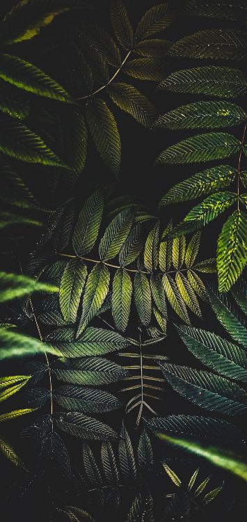 Обои лист, пальмовые рощи, цветок, растение, наземное растение в разрешении 1420x3000