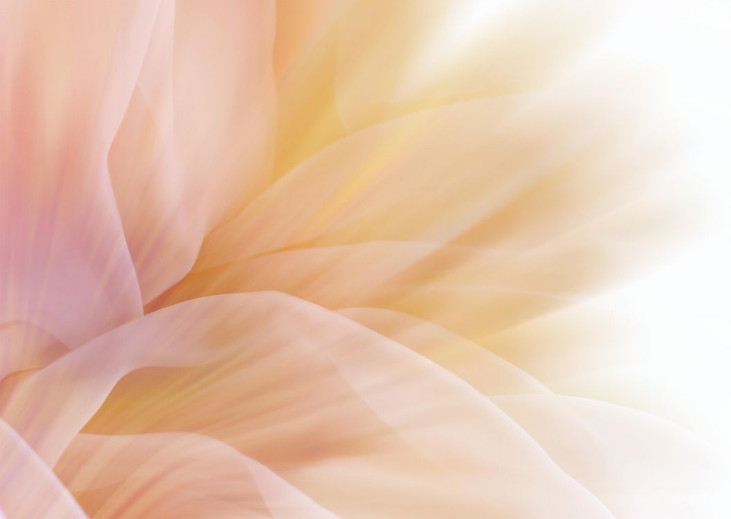 Обои цвет, лепесток, желтый, розовый, цветок в разрешении 2950x2094