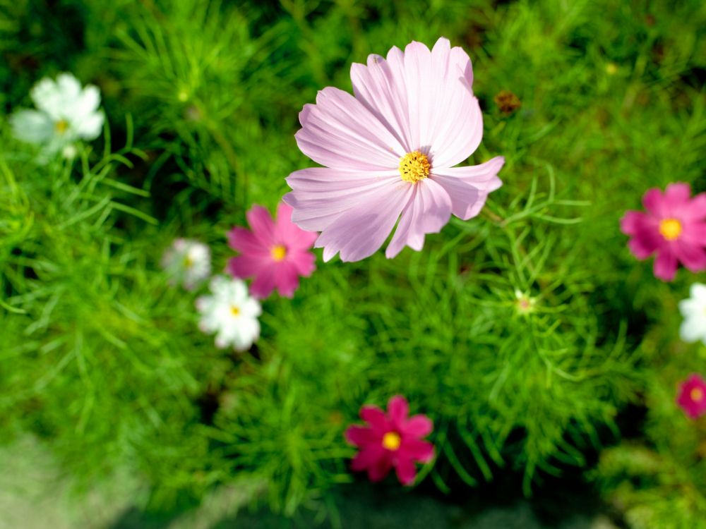 Обои цветковое растение, растение, сад космос, Вселенная, семья ромашек в разрешении 2048x1536