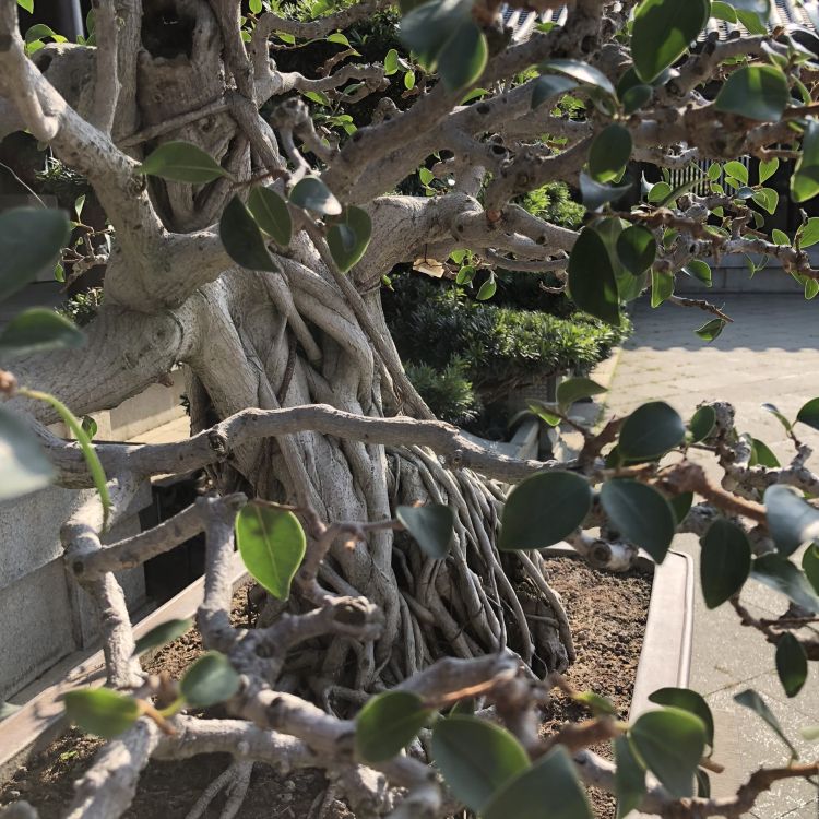 Обои дерево, ветвь, древесные растения, прут, продукция в разрешении 1772x1772