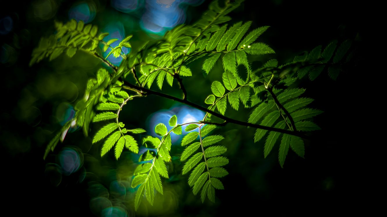 Обои природа, лист, ветвь, наземное растение, прут в разрешении 3840x2160